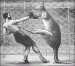 カンガルー