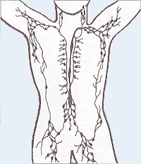 体のリンパ節の位置